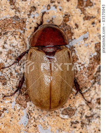Adult Rhinoceros Beetle Adult Rhinoceros Beetle 83570843
