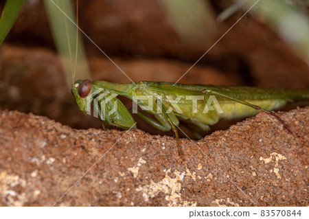Acontistid Mantis Nymph Acontistid Mantis Nymph 83570844