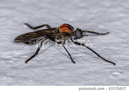 Adult Male Lovebug Insect Adult Male Lovebug Insect 83570857