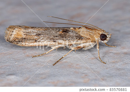 Pyralid Snout Moth 83570881