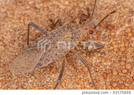 Adult Soapberry Bug 83570888