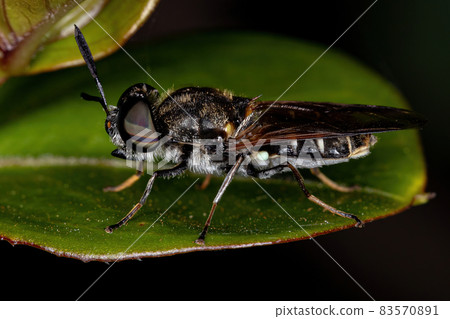 Small Adult Soldier Fly Small Adult Soldier Fly 83570891