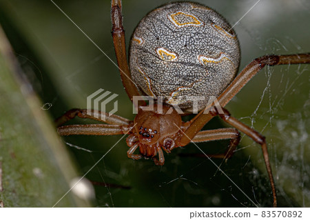 Female Adult Brown Widow Female Adult Brown Widow 83570892