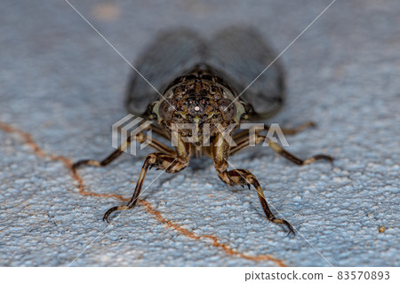 Adult Typical Cicada Adult Typical Cicada 83570893