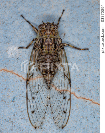 Adult Typical Cicada Adult Typical Cicada 83570894