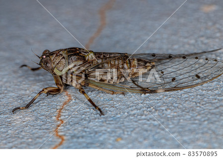 Adult Typical Cicada Adult Typical Cicada 83570895