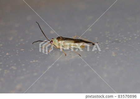 Adult Plant Bug Adult Plant Bug 83570896