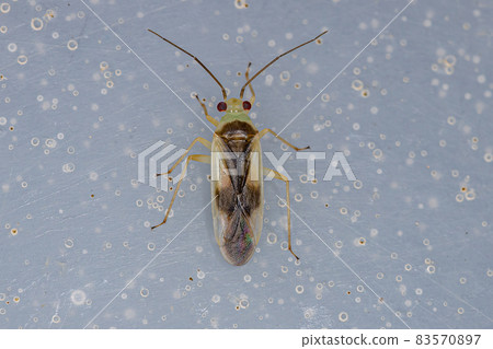 Adult Plant Bug Adult Plant Bug 83570897