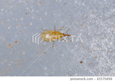 Adult True Weevil Adult True Weevil 83570898