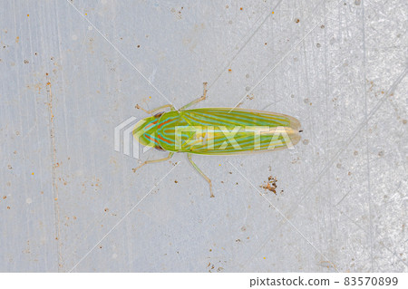 Adult Typical Leafhopper Adult Typical Leafhopper 83570899