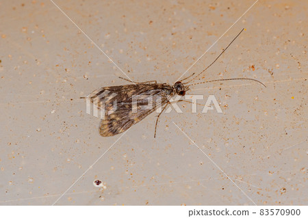 Adult Net-spinning Caddisfly Adult Net-spinning Caddisfly 83570900