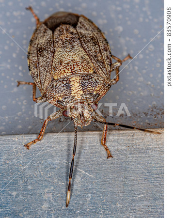 Adult Stink bug Adult Stink bug 83570908