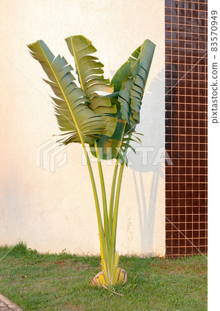 Traveller Palm Tree 83570949