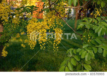 Golden Rain Tree Yellow Flowers Golden Rain Tree Yellow Flowers 83570993
