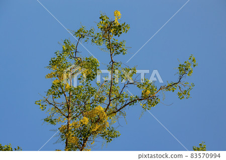 Golden Rain Tree Yellow Flowers Golden Rain Tree Yellow Flowers 83570994