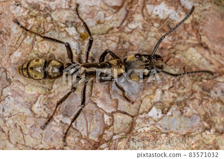 Adult Female Ponerine Ant 83571032