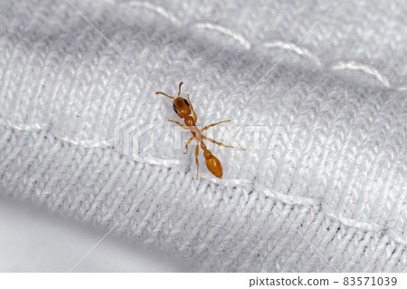 Adult Female Twig Ant 83571039