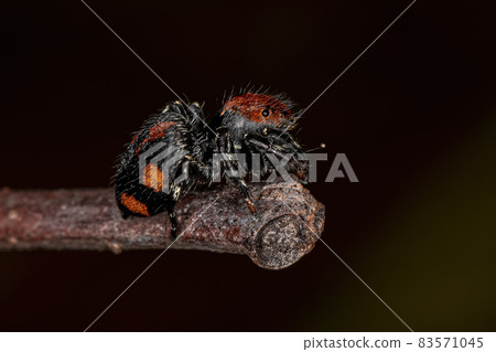 Small Jumping spider Small Jumping spider 83571045