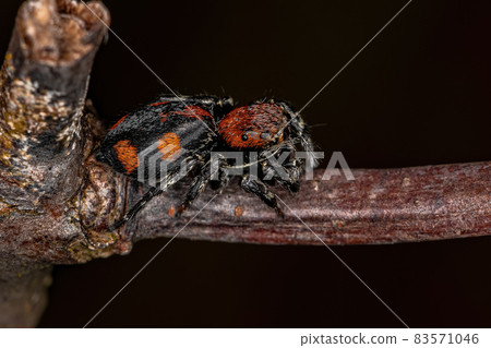 Small Jumping spider Small Jumping spider 83571046