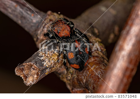 Small Jumping spider 83571048