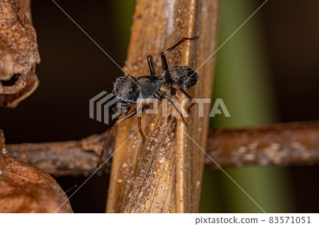 Male Adult Jumping Spider Male Adult Jumping Spider 83571051