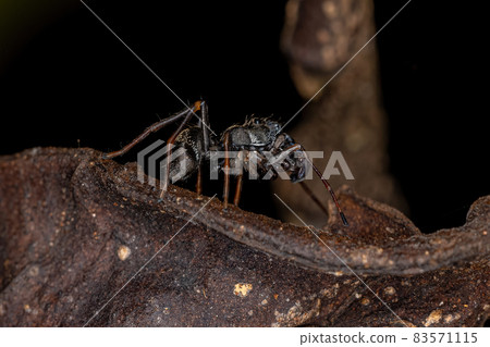 Male Adult Jumping Spider Male Adult Jumping Spider 83571115