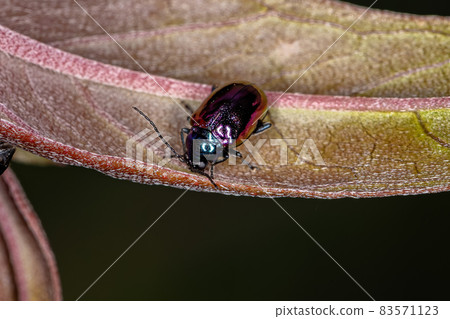 Adult Flea Beetle Adult Flea Beetle 83571123