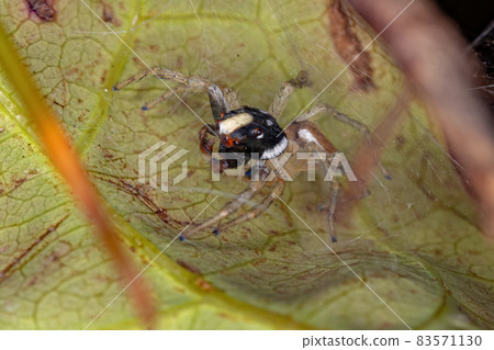 Small Male Jumping Spider Small Male Jumping Spider 83571130