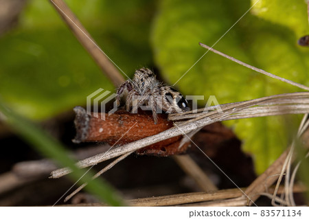 Small Jumping Spider Small Jumping Spider 83571134
