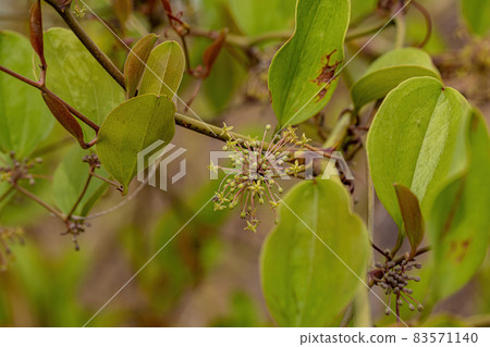 Greenbrier Angiosperm Plant 83571140