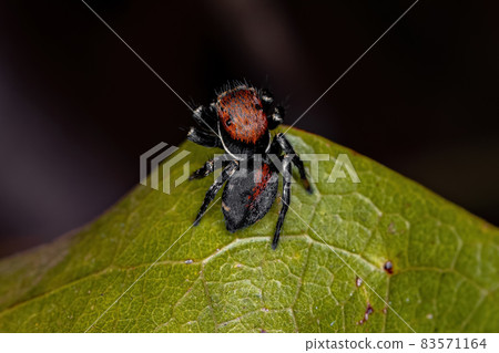 Small Jumping spider Small Jumping spider 83571164