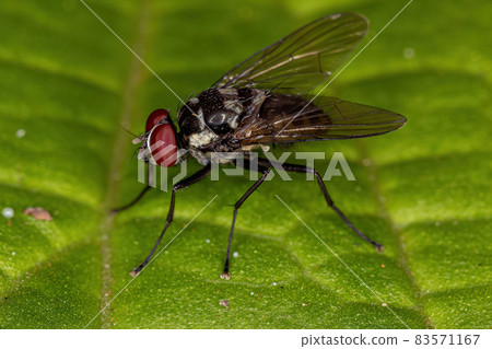 Adult Muscoid Fly 83571167
