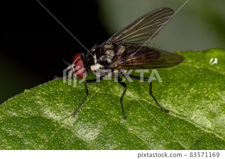 Adult Muscoid Fly 83571169