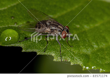 Adult House Fly Adult House Fly 83571174