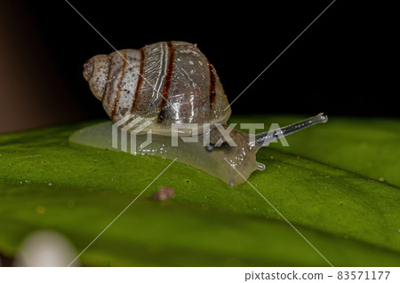 White Helicinan Snail White Helicinan Snail 83571177