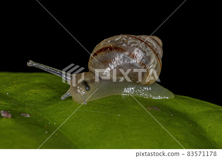 White Helicinan Snail White Helicinan Snail 83571178