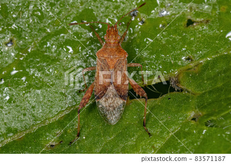 Adult Scentless Plant Bug Adult Scentless Plant Bug 83571187