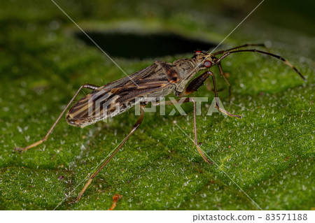 Dirt-colored Seed Bug 83571188
