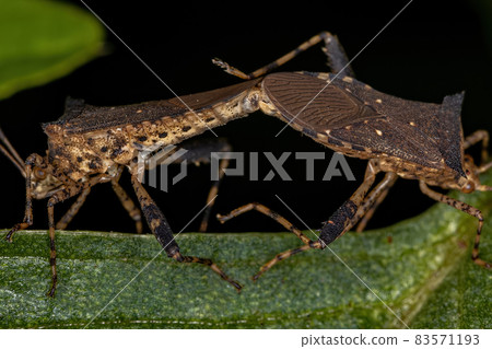 Adult Leaf-footed Bug Adult Leaf-footed Bug 83571193