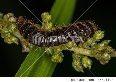 Long-jointed Beetle Larva Long-jointed Beetle Larva 83571198