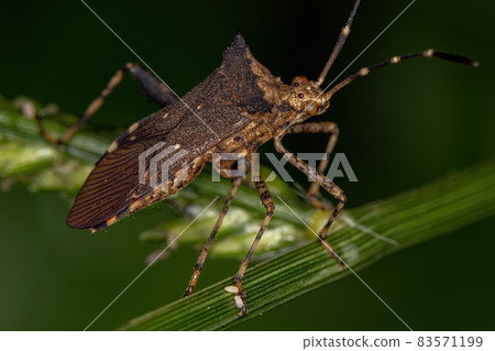 Adult Leaf-footed Bug Adult Leaf-footed Bug 83571199