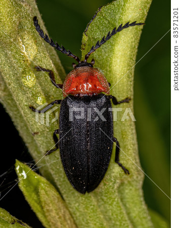 Adult Firefly Beetle 83571201