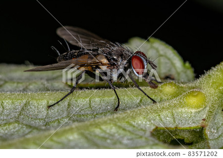 Adult Bristle Fly Adult Bristle Fly 83571202