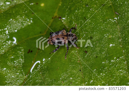 Adult True Weevil 83571203