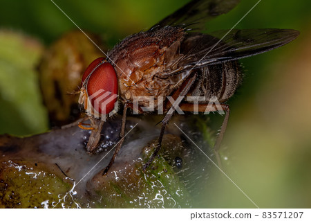 Adult Calyptrate Fly 83571207