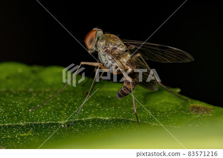 Adult Snipe Fly 83571216