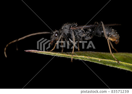 Adult Winged Male Ectatommine Ant Adult Winged Male Ectatommine Ant 83571239