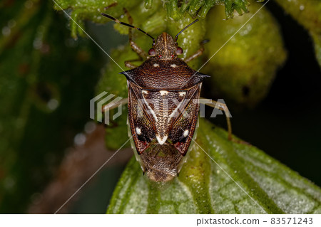 Adult Stink Bug Adult Stink Bug 83571243