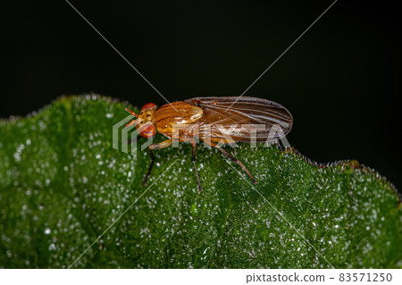 Adult Acalyptrate Fly 83571250