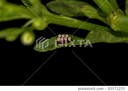 Assassin Bug Eggs Assassin Bug Eggs 83571255